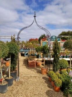 Poppy Forge Flower Arch Ogee -Wolf Garden Sales Store 53242 26533